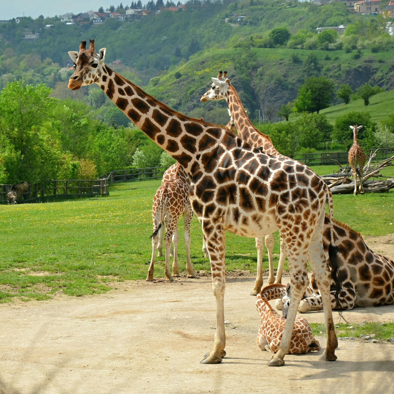 Prague Zoo & River Cruise to the Zoo - Photo 1 of 8